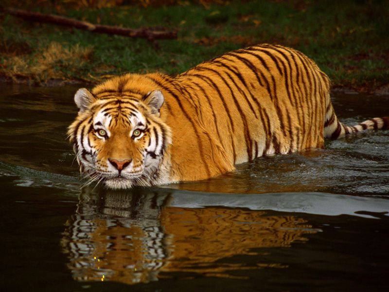 tigre de bengala