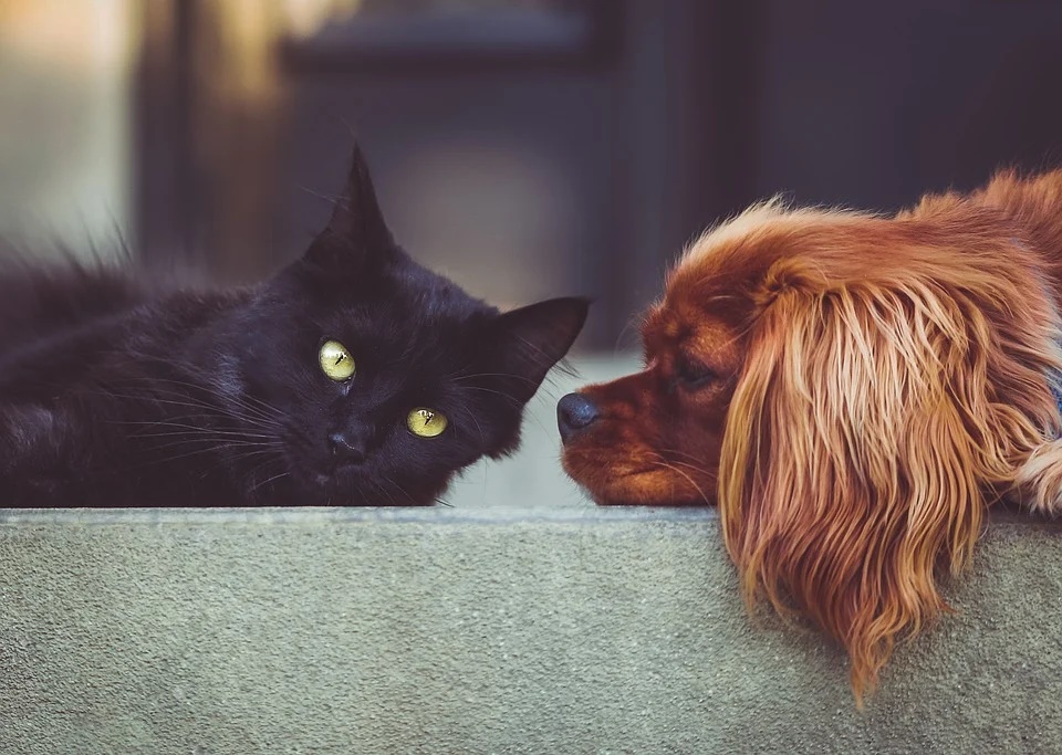 cuidar las mascotas durante el coronavirus.