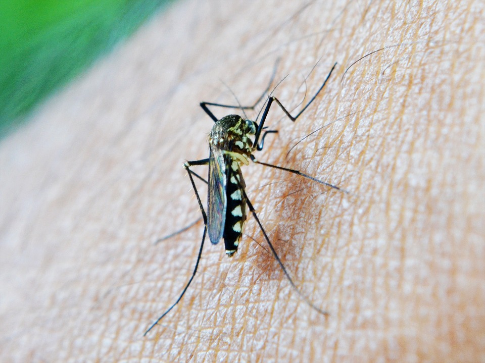 enfermedades transmitidas por mosquitos.