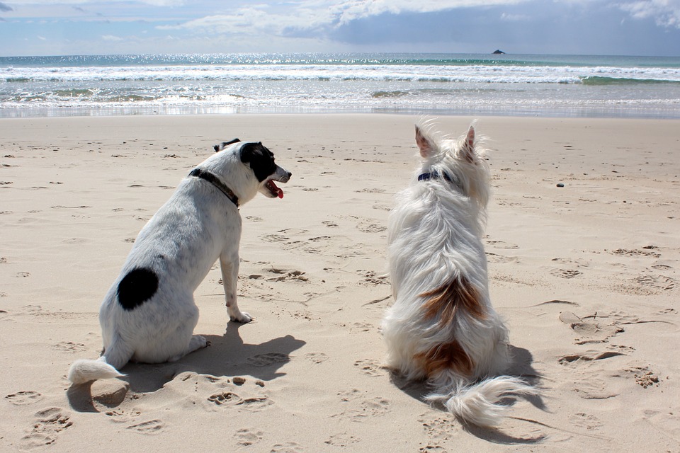 cuidado mascotas verano